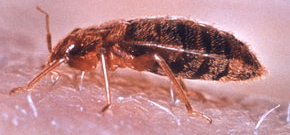 Free Bed Bug Educationl Materials Free Bed Bug Educationl Materials